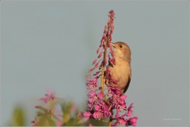 <p>PĚNICE HNĚDOKŘÍDLÁ - samička (Sylvia communis) /Common whitethroat - Dorngrasmücke/</p>